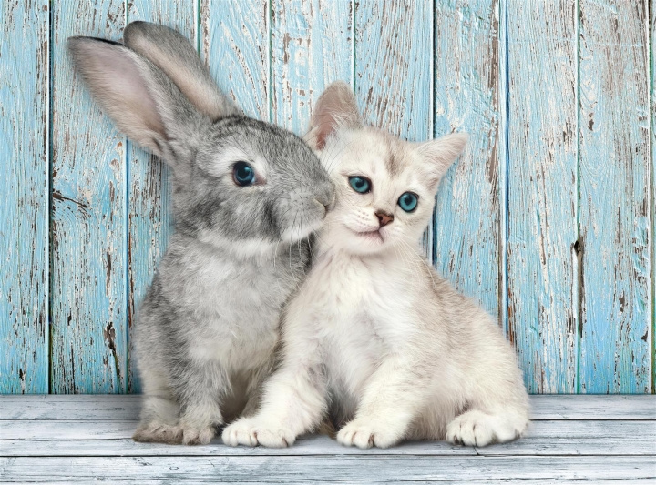 Clementoni 500 stk CB Collection Cat & Bunny av høy kvalitet i gruppen LEKER, BARN OG BABY / Leker / Barnas puslespill hos TP E-commerce Nordic AB (C82113)