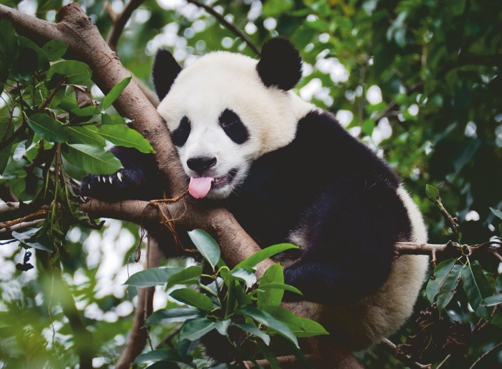 Ravensburger Puzzle Panda Bear 500p (12000351) i gruppen SPORT, FRITID & HOBBY / Hobby / Puslespill hos TP E-commerce Nordic AB (C86446)