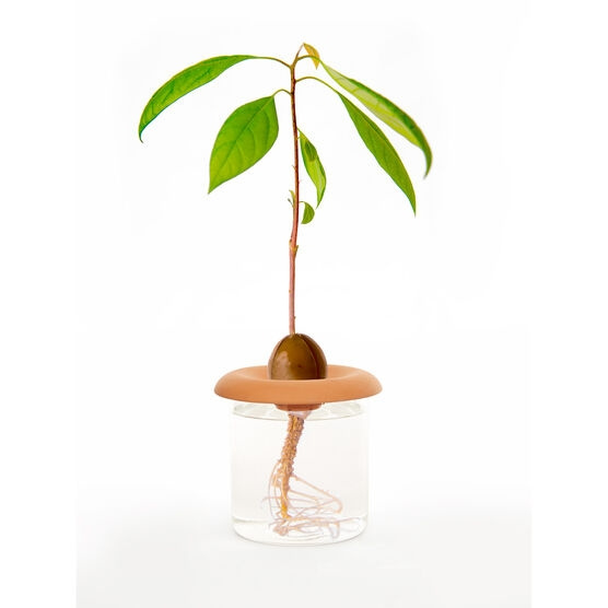 Kikkerland Terracotta - Frøspirer (CD535) i gruppen SPORT, FRITID & HOBBY / Morsomme produkter / Smarte produkter hos TP E-commerce Nordic AB (D16959)