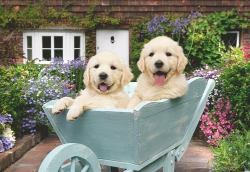 Ravensburger Golden Retriever 200p Ad - (12001368) i gruppen SPORT, FRITID & HOBBY / Hobby / Puslespill hos TP E-commerce Nordic AB (D20399)
