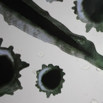 Tøffe klistremerker til Bil/MC - Skuddhull og klørmerker