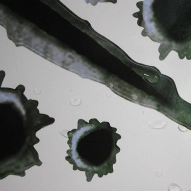 Tøffe klistremerker til Bil/MC - Skuddhull og klørmerker