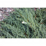 LightsOn Optica hagespotlight i aluminium