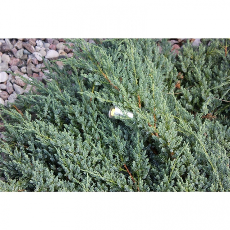 LightsOn Optica hagespotlight i aluminium