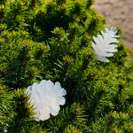 LightsOn Pine 10m lyskrans hvit glitrende kjegler