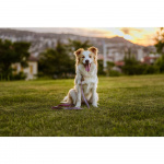 TICKLESS Flåttbeskyttelse ECOPET