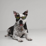 TICKLESS Flåttbeskyttelse ECOPET