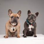 TICKLESS Flåttbeskyttelse Pet Beige