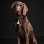 TICKLESS Flåttbeskyttelse Pet Beige