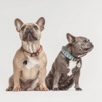 TICKLESS Flåttbeskyttelse Pet Beige