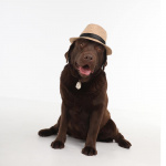 TICKLESS Flåttbeskyttelse Pet Beige