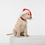 TICKLESS Flåttbeskyttelse Pet Beige