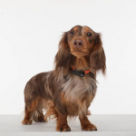 TICKLESS Flåttbeskyttelse Mini Hund Svart