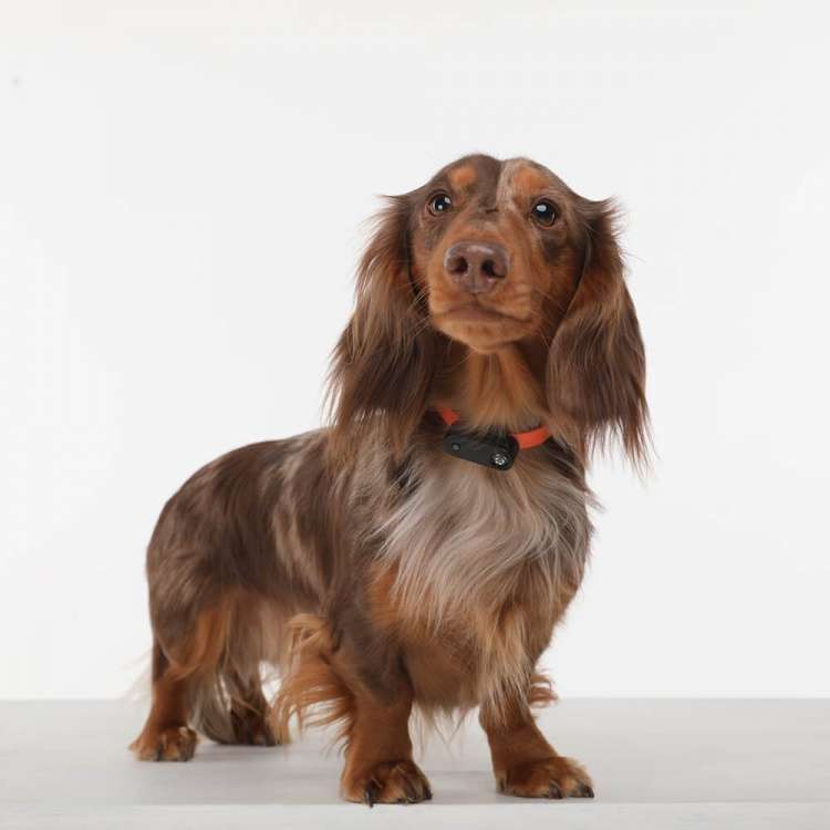 TICKLESS Flåttbeskyttelse Mini Hund Svart