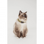 TICKLESS Flåttbeskyttelse Mini Katt Svart