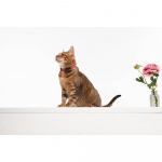 TICKLESS Flåttbeskyttelse Mini Katt Svart