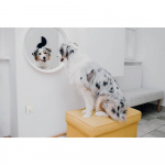 TICKLESS Mite Repellent Home Grå