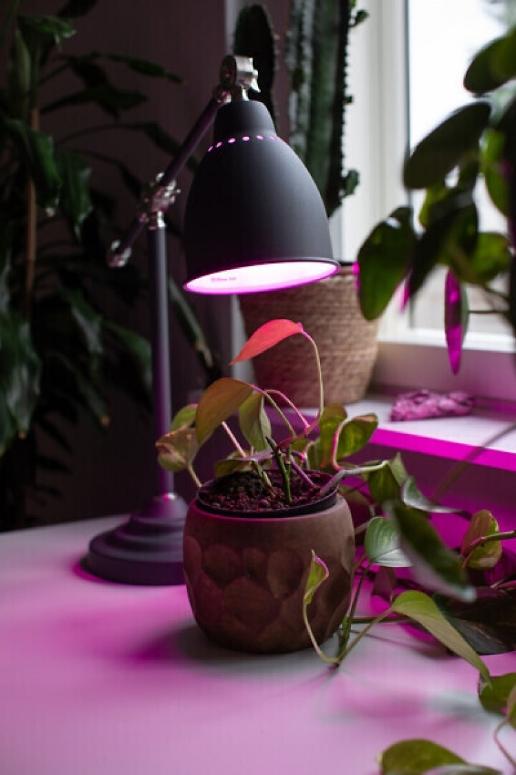 Airam LED plantelampe, E27, klar, glødetråd 180 lm Airam LED plantelampe, E27, klar, glødetråd 180 lm