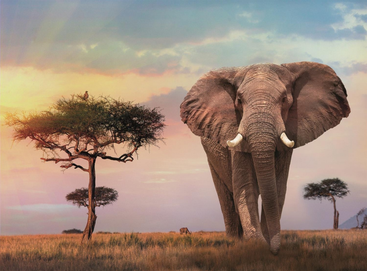 Clementoni 500 brikker av høy kvalitet African Sunset Collection