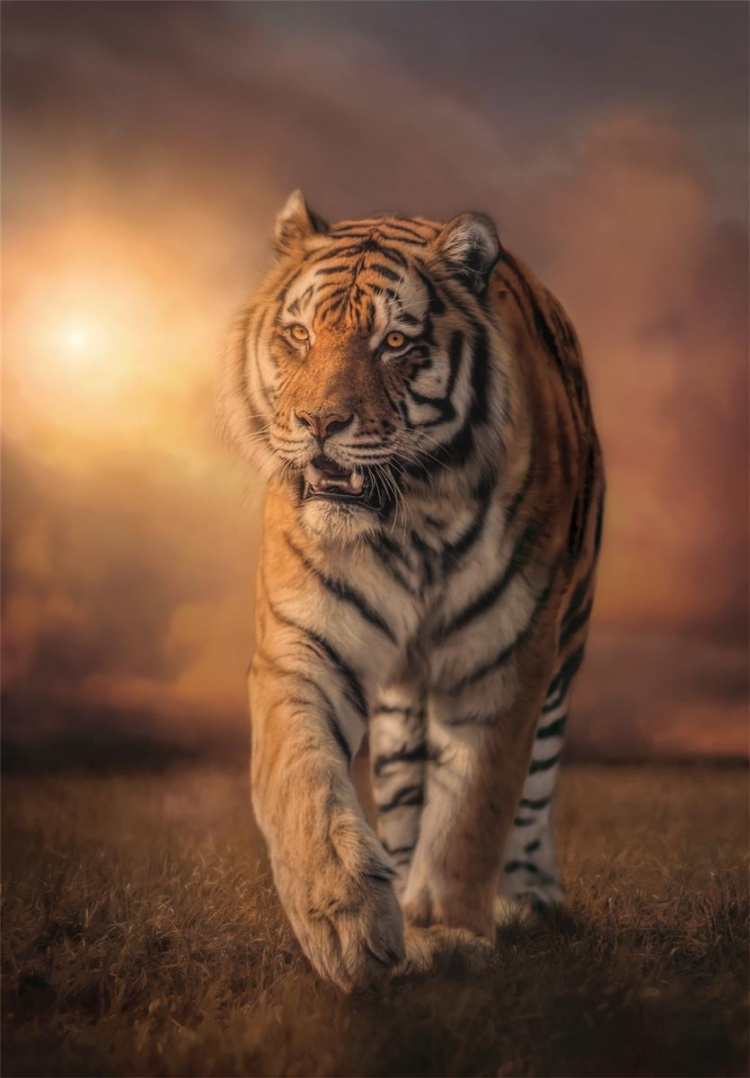 Clementoni 1000 stk CB Collection Tiger av høy kvalitet