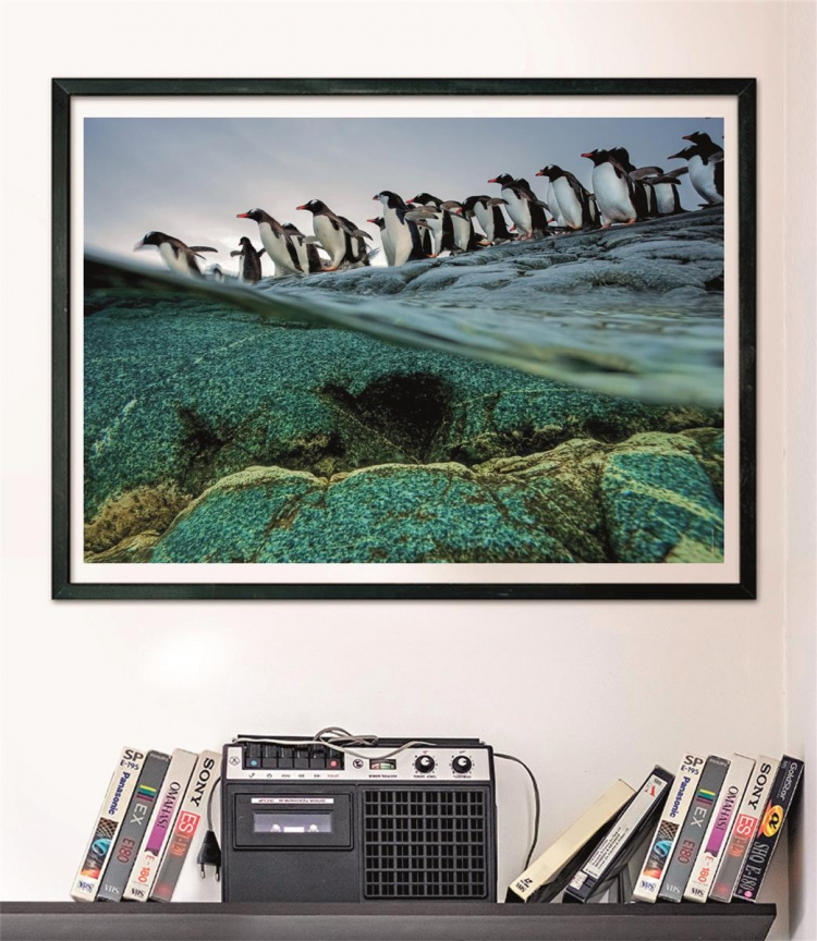 Clementoni 1000 stk CB høykvalitets samling National Geographics Gentoo Penguins