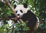 Ravensburger Puzzle Panda Bear 500p (12000351)