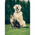 Lildog 2 GPS-sporingsenhet for hunder