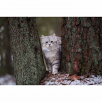 Lilcat 2 GPS-sporingsenhet for katter