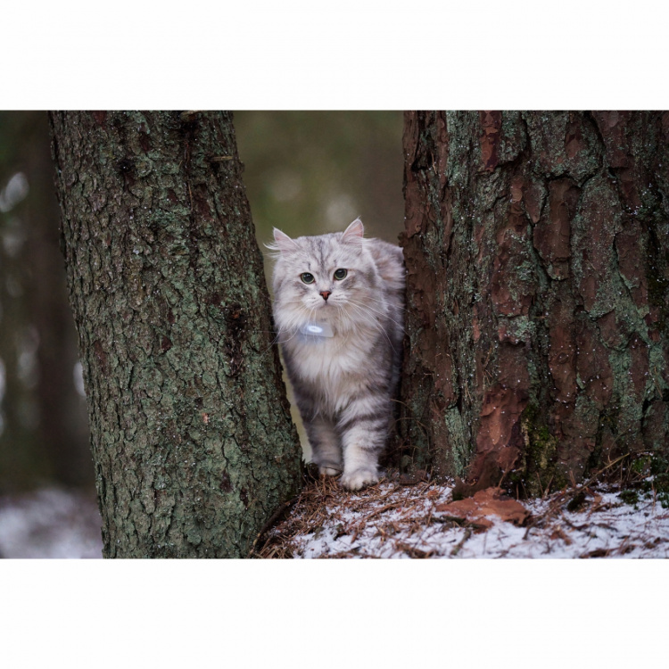 Lilcat 2 GPS-sporingsenhet for katter