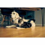 Lilcat 2 GPS-sporingsenhet for katter