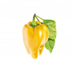 Click & Grow - Smart Garden Refill 3-pakning - Gul paprika (SGR53X3)