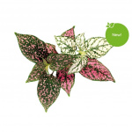 Click & Grow - Smart Garden Refill 3-pakning - Polka Dot Plant (SGR48X3)