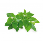 Click & Grow Smart Garden Refill 3-pakning - kattemynte (SGR29X3)