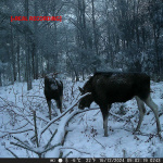 Nedis Wildlife Kamera | 4K@10fps | 50 MPixel | 5 MPixel CMOS | IP65 | Svart No-Glow IR | Nattsyn | Betraktningsvinkel: 60 ° | Bevegelsessensor | Deteksjonsvinkel: 130 ° | Deteksjonsområde: 20 m | Skjermstørrelse: 2.4  Nedis Wildlife Kamera | 4K@10fps | 50 MPixel | 5 MPixel CMOS | IP65 | Svart No-Glow IR | Nattsyn | Betraktningsvinkel: 60 ° | Bevegelsessensor | Deteksjonsvinkel: 130 ° | Deteksjonsområde: 20 m | Skjermstørrelse: 2.4