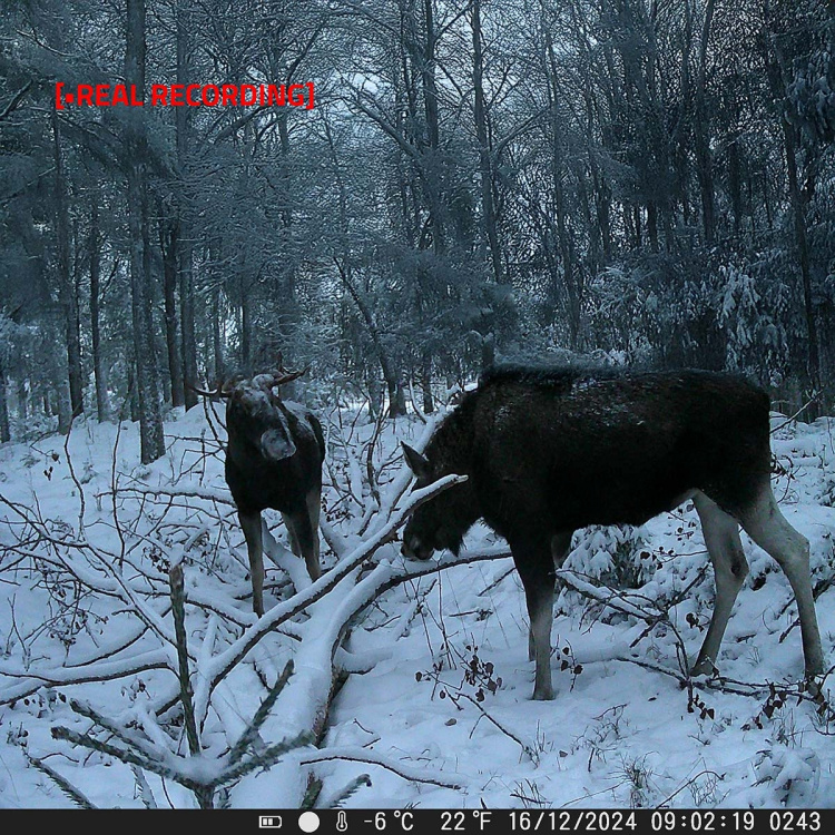 Nedis Wildlife Kamera | 4K@10fps | 50 MPixel | 5 MPixel CMOS | IP65 | Svart No-Glow IR | Nattsyn | Betraktningsvinkel: 60 ° | Bevegelsessensor | Deteksjonsvinkel: 130 ° | Deteksjonsområde: 20 m | Skjermstørrelse: 2.4  Nedis Wildlife Kamera | 4K@10fps | 50 MPixel | 5 MPixel CMOS | IP65 | Svart No-Glow IR | Nattsyn | Betraktningsvinkel: 60 ° | Bevegelsessensor | Deteksjonsvinkel: 130 ° | Deteksjonsområde: 20 m | Skjermstørrelse: 2.4