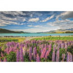 Clementoni Puslespill 1500 Pcs CB High Quality Collection Lupins At Lake Tekapo