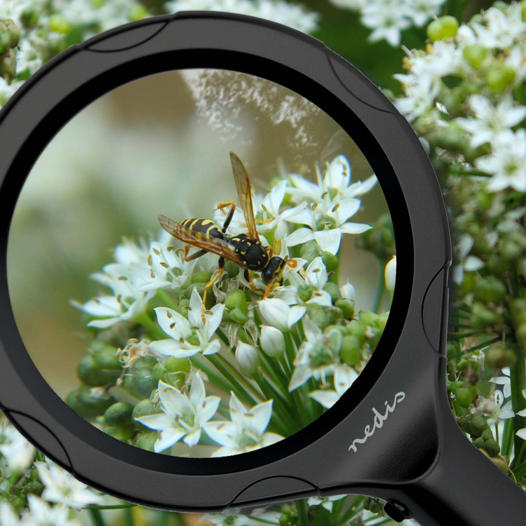 Nedis Håndholdte forstørrelsesglass | Linsestyrke: 4 Diopter | 10000 K | 0.05 W | 9 lm | Sort